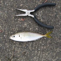 昨日のリベンジ釣行決行の巻